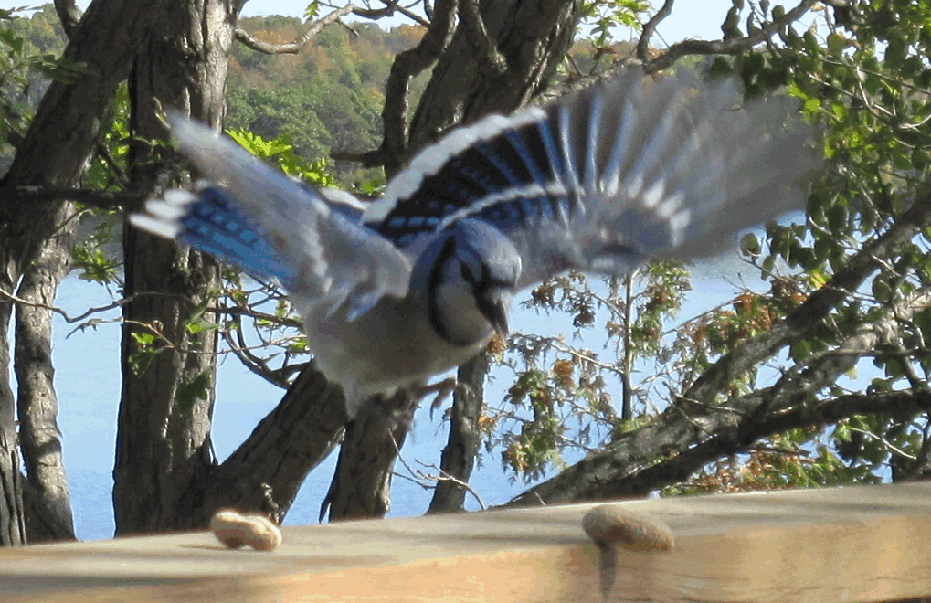 Summereyes Wildcrafts