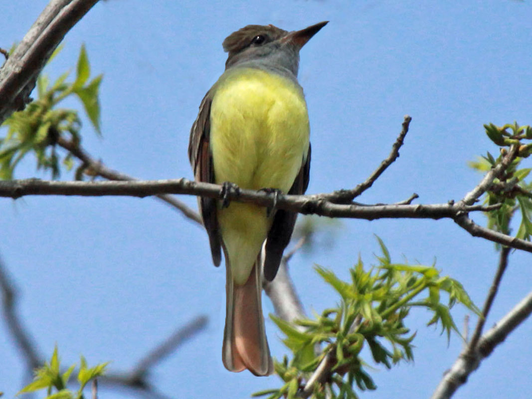 Flycatchers