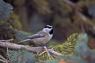 Mountain Chickadee House