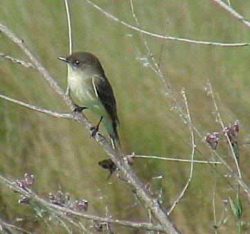 Eastern Phoebe Wallmount House